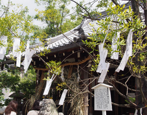 新熊野神社写真